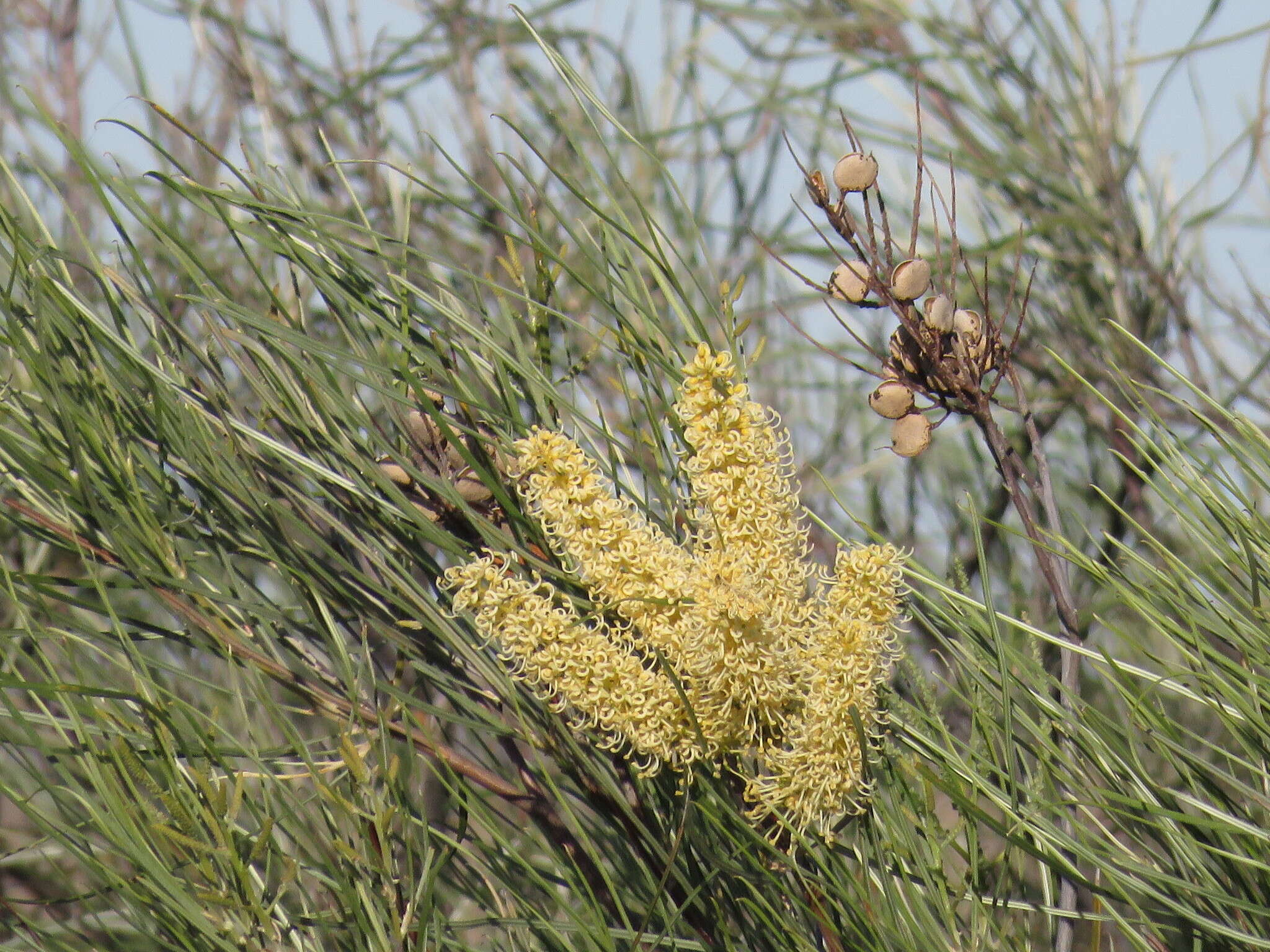 Image of Grevillea stenobotrya F. Müll.