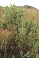 Image of Tuft flower