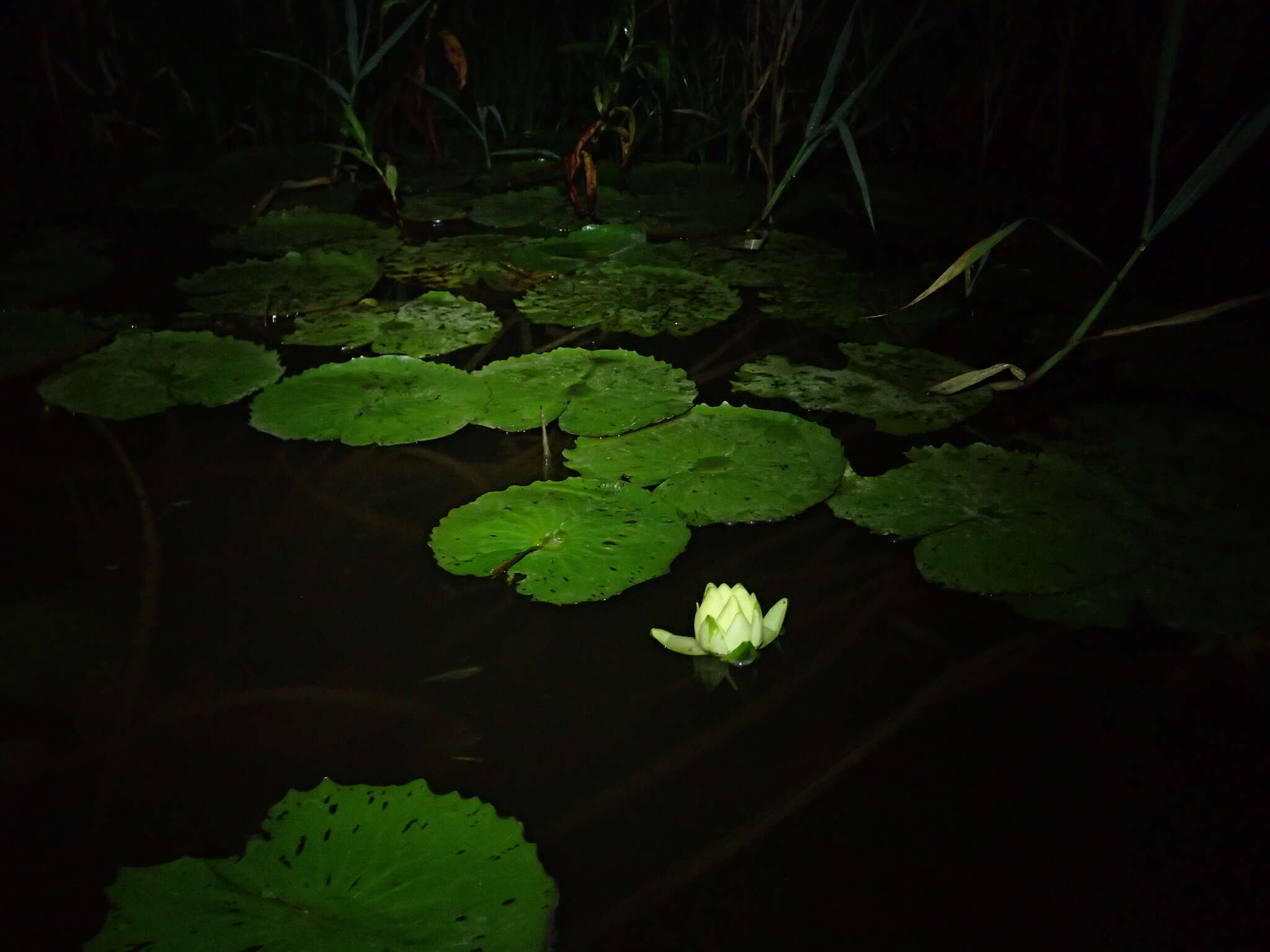 Image of Rudge's Water-Lily