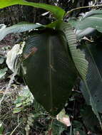 Plancia ëd Calathea erythrolepis L. B. Sm. & Idrobo