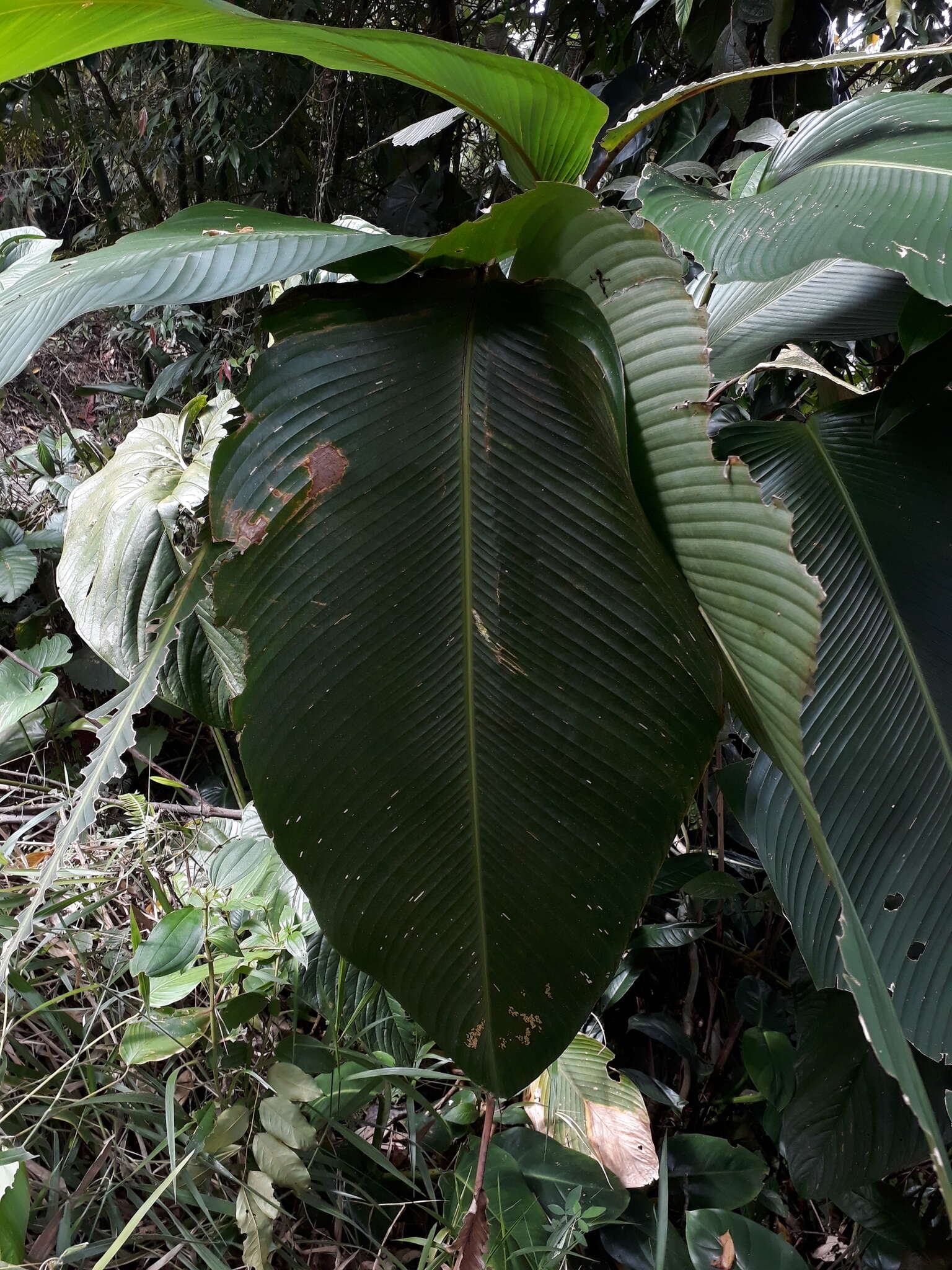 Plancia ëd Calathea erythrolepis L. B. Sm. & Idrobo