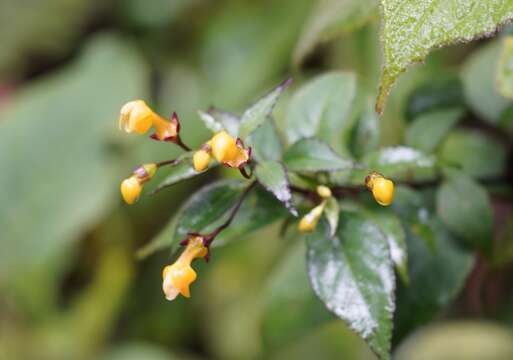 Image of Burmeistera parviflora E. Wimm. ex Standl.