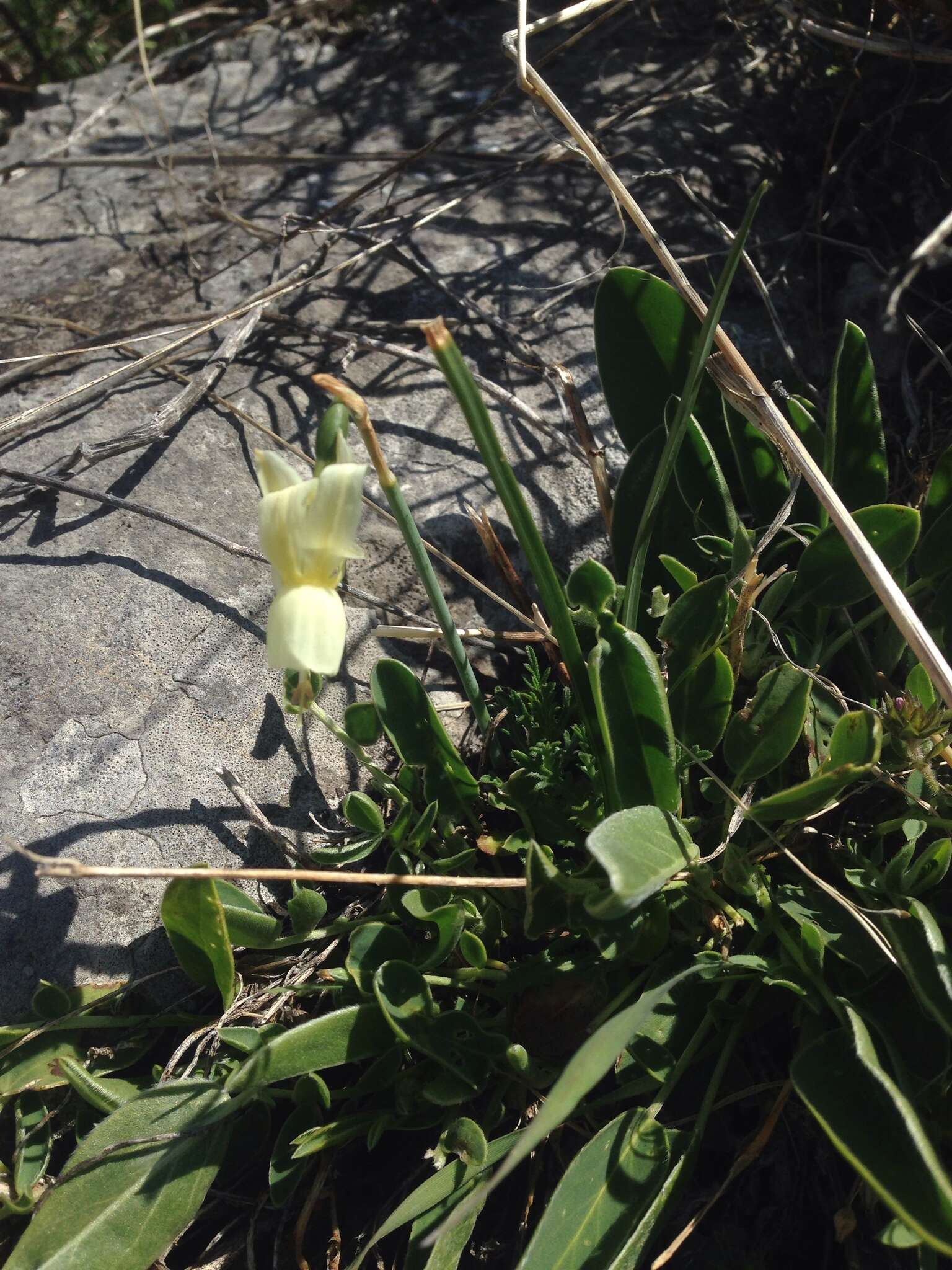 Image de Narcissus triandrus L.