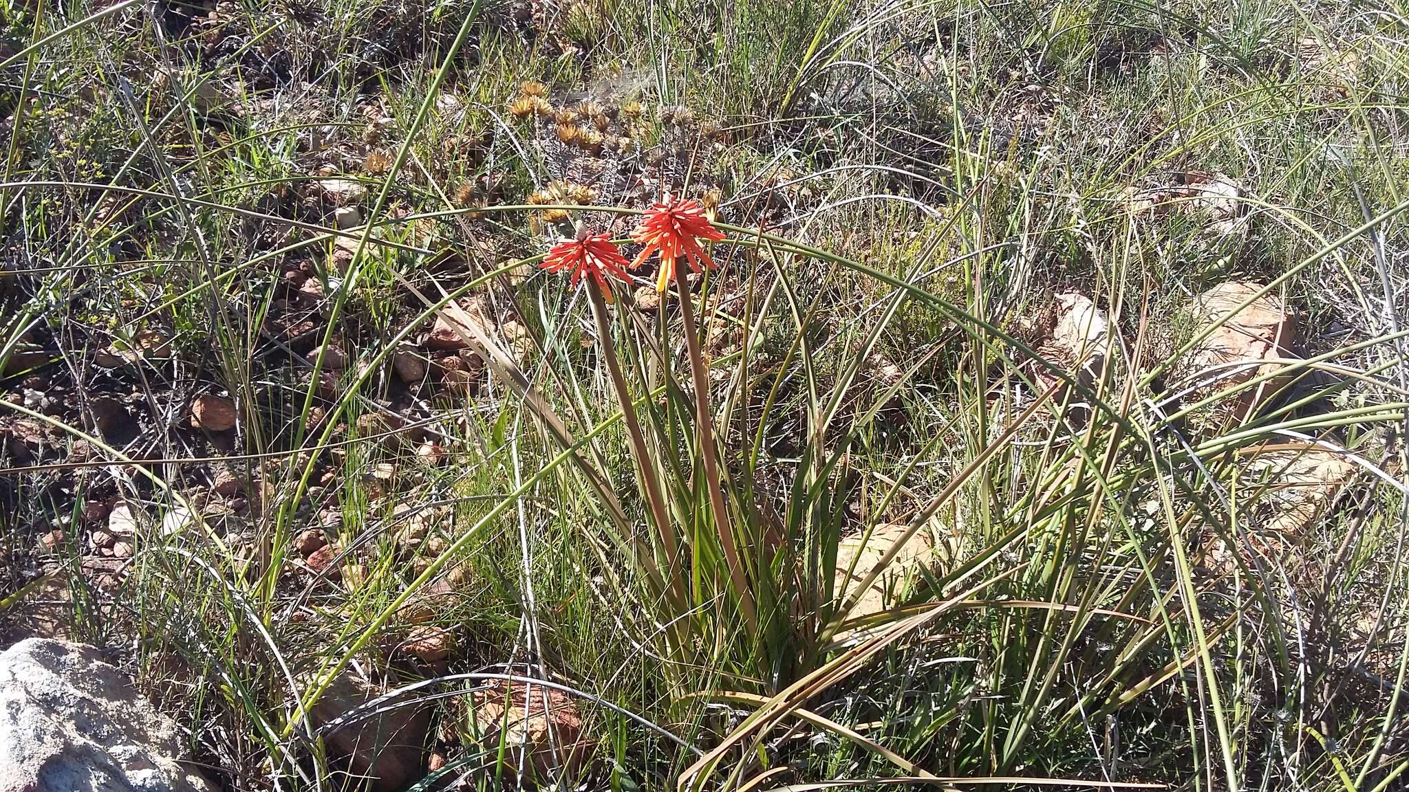 Kniphofia uvaria (L.) Oken resmi