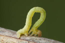 Image of Eulithis pyropata