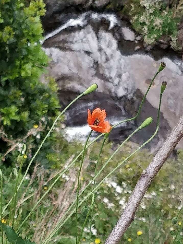 Image of Mediterranean Poppy