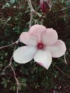 Image of Saucer magnolia