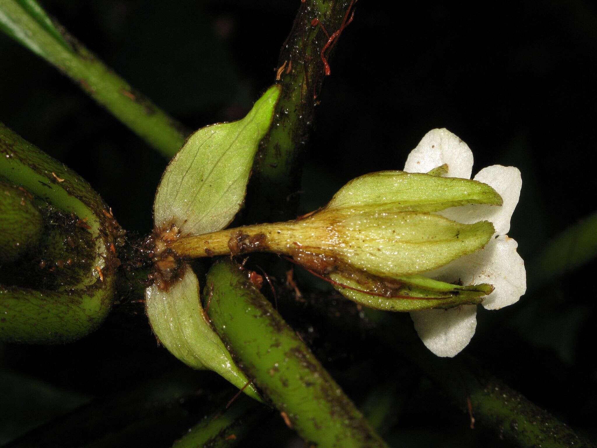 Image of Opposite-Leaf Cyrtandra