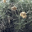 Image of Helichrysum pendulum (C. Presl) C. Presl