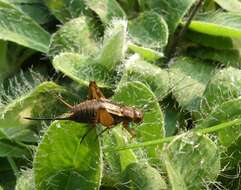 Image of Striped Ground Cricket