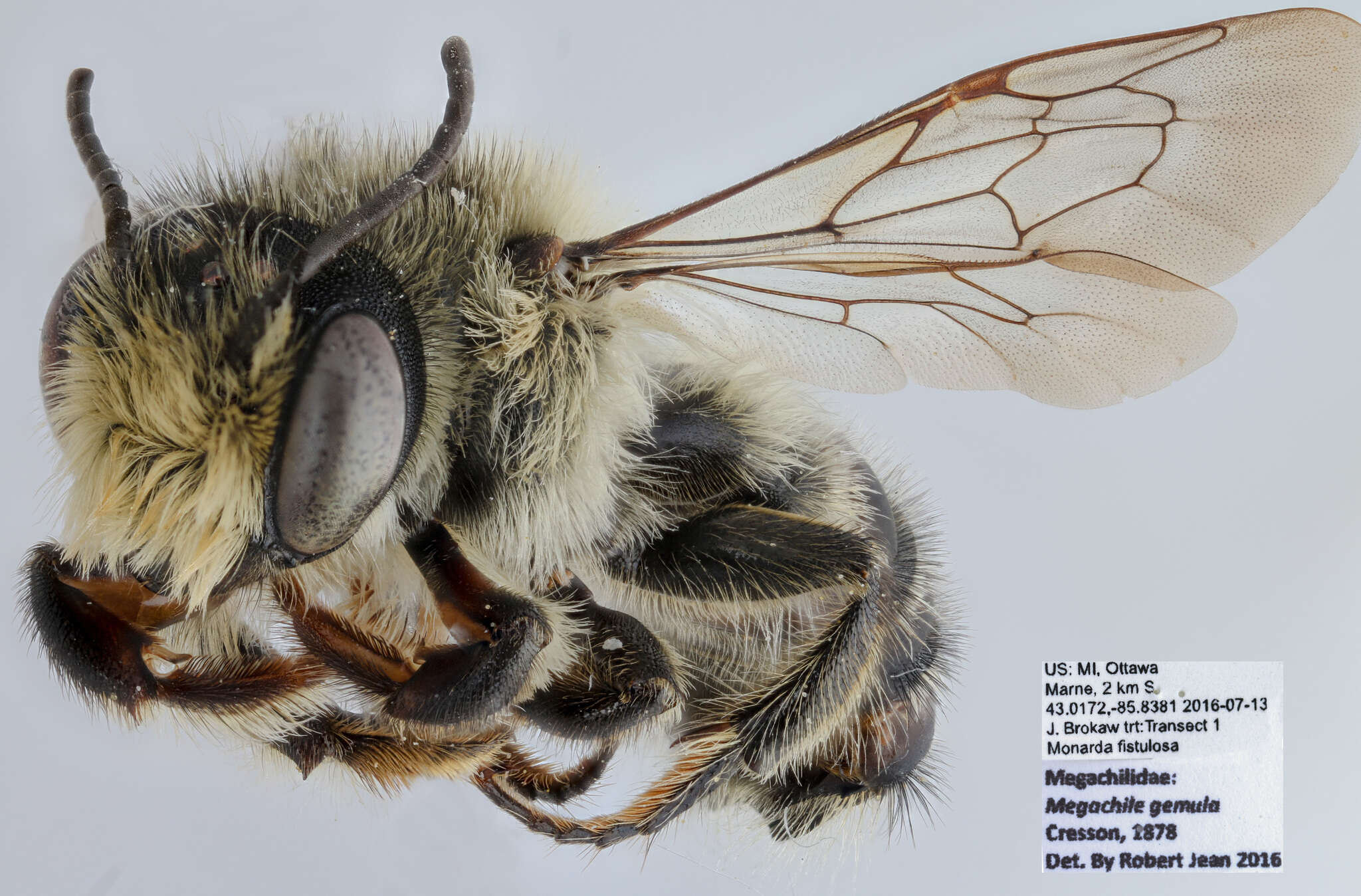 Image de Megachile gemula Cresson 1878