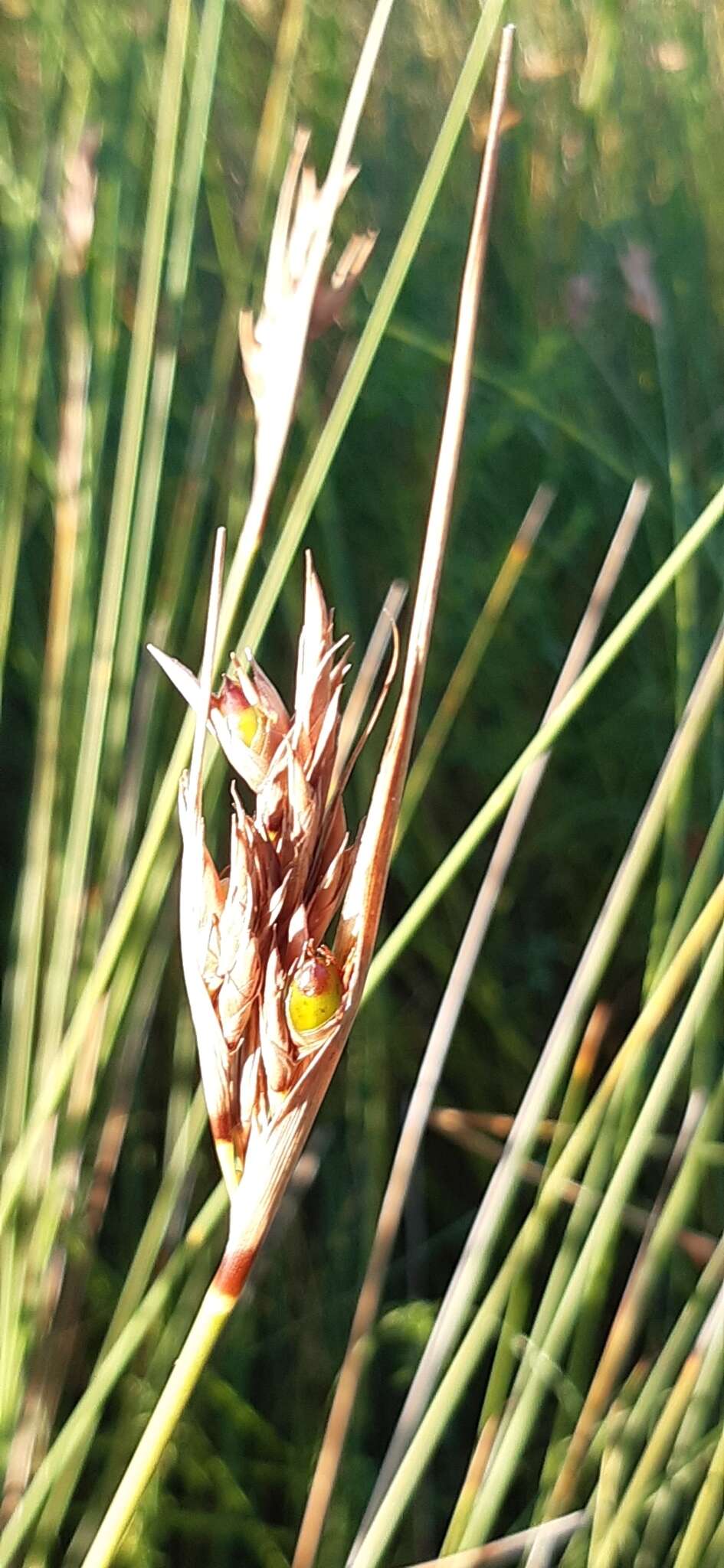 Image of Neesenbeckia punctoria (Vahl) Levyns