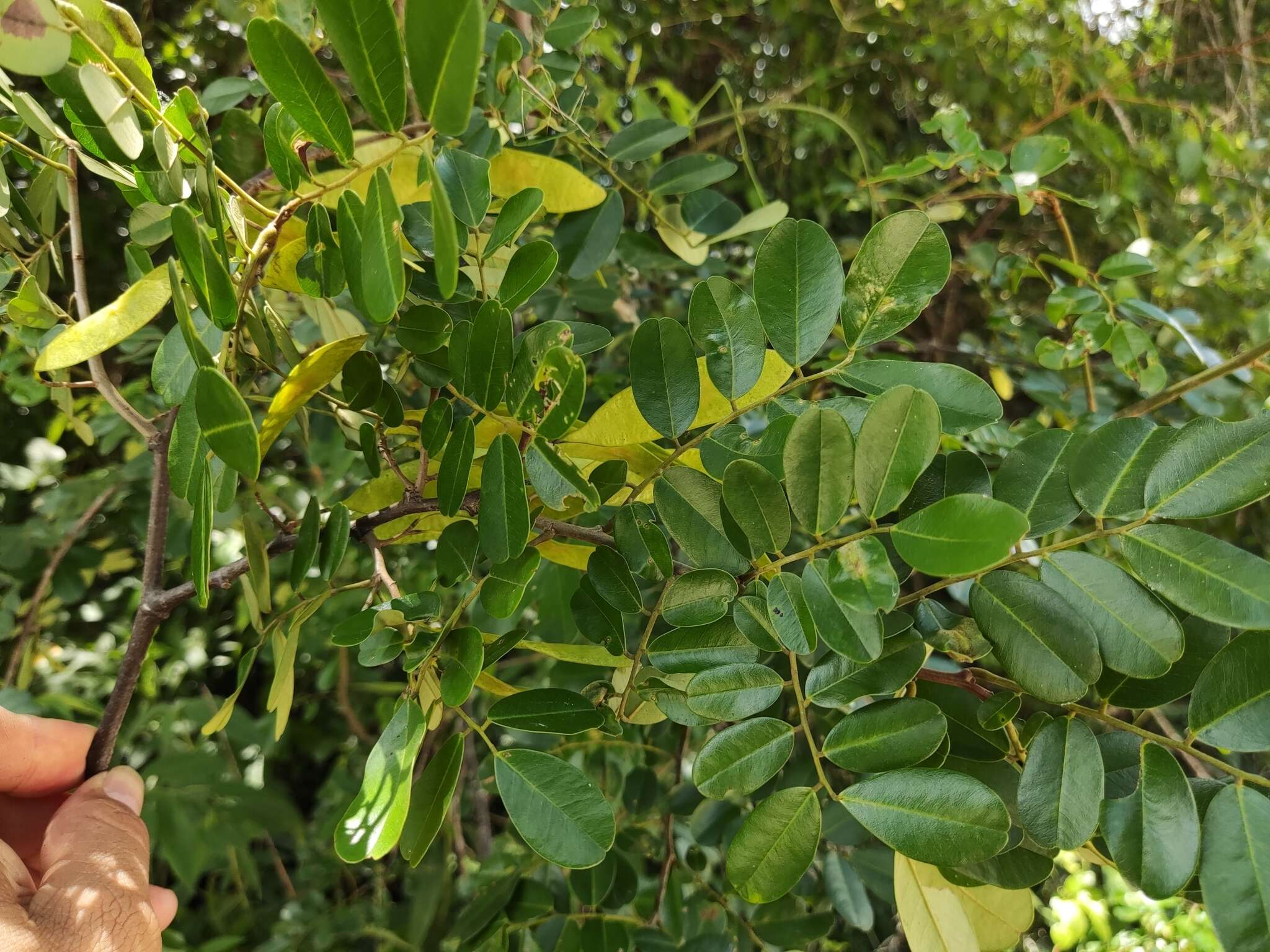 Image of Dalbergia glabra (Mill.) Standl.