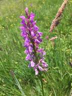 Image de Dactylorhiza maculata subsp. caramulensis Verm.