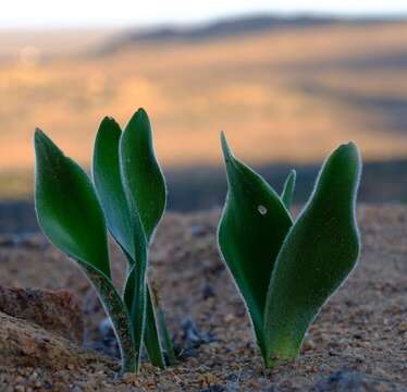 Imagem de Haemanthus dasyphyllus Snijman