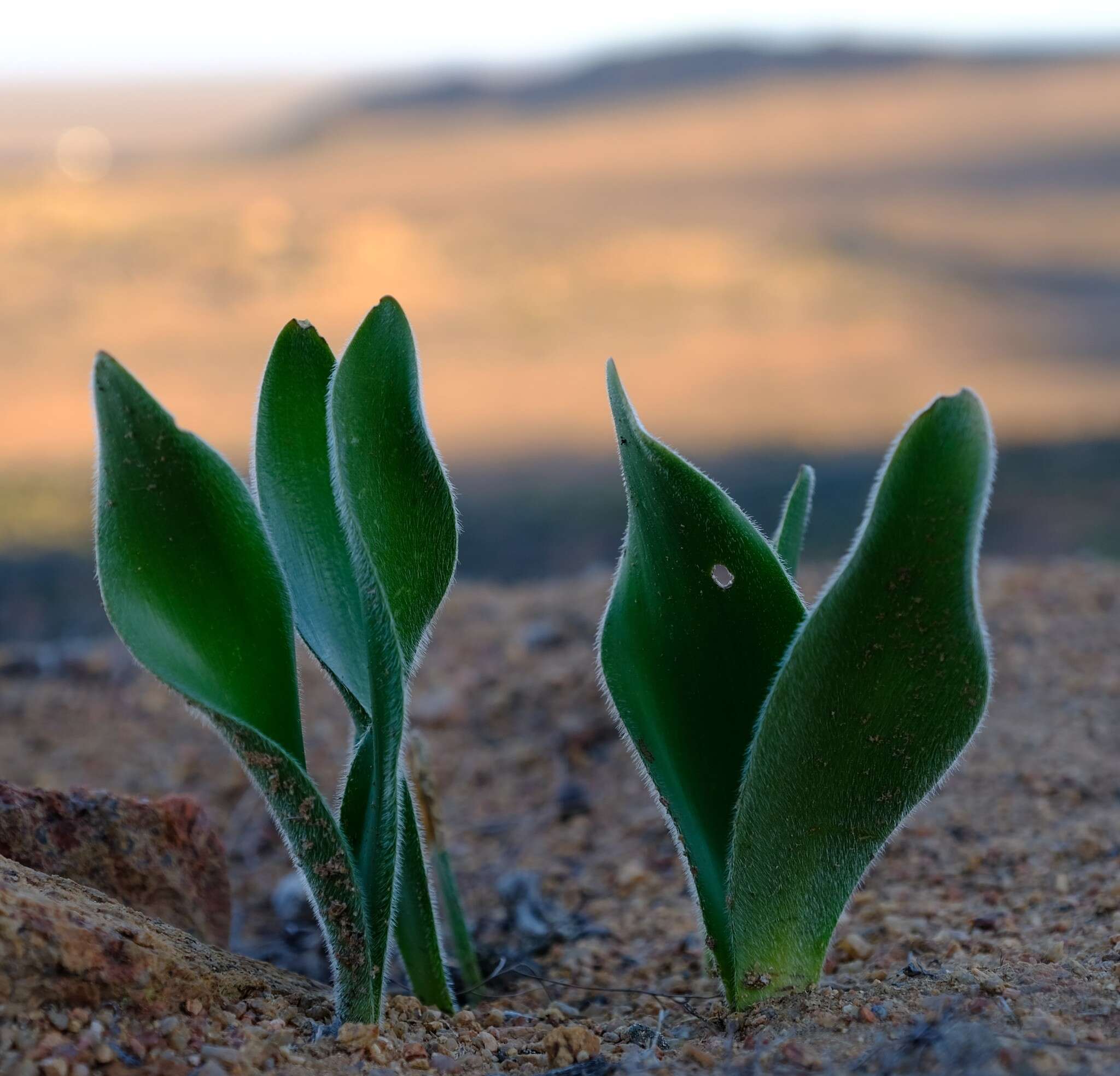 Image of Haemanthus dasyphyllus Snijman