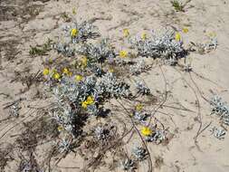 Image of Senecio crassiflorus (Poir.) DC.