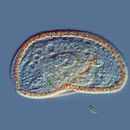Image of <i>Trithigmostoma cucullulus</i>