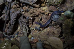 Image of Red-headed Reed Snake