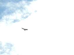 Image of Black-and-White Hawk-Eagle