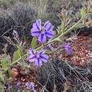 Image de Goodenia stobbsiana F. Müll.