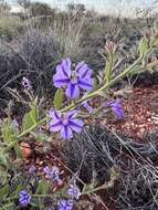 Image of Goodenia stobbsiana F. Müll.