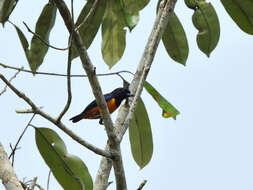 Euphonia rufiventris (Vieillot 1819)的圖片