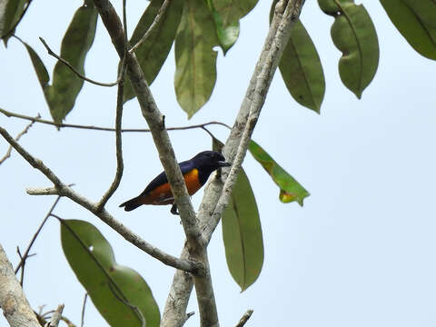 Image of Rufous-bellied Euphonia