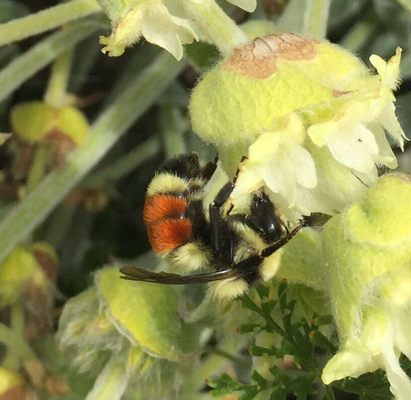 Слика од Bombus huntii Greene 1860