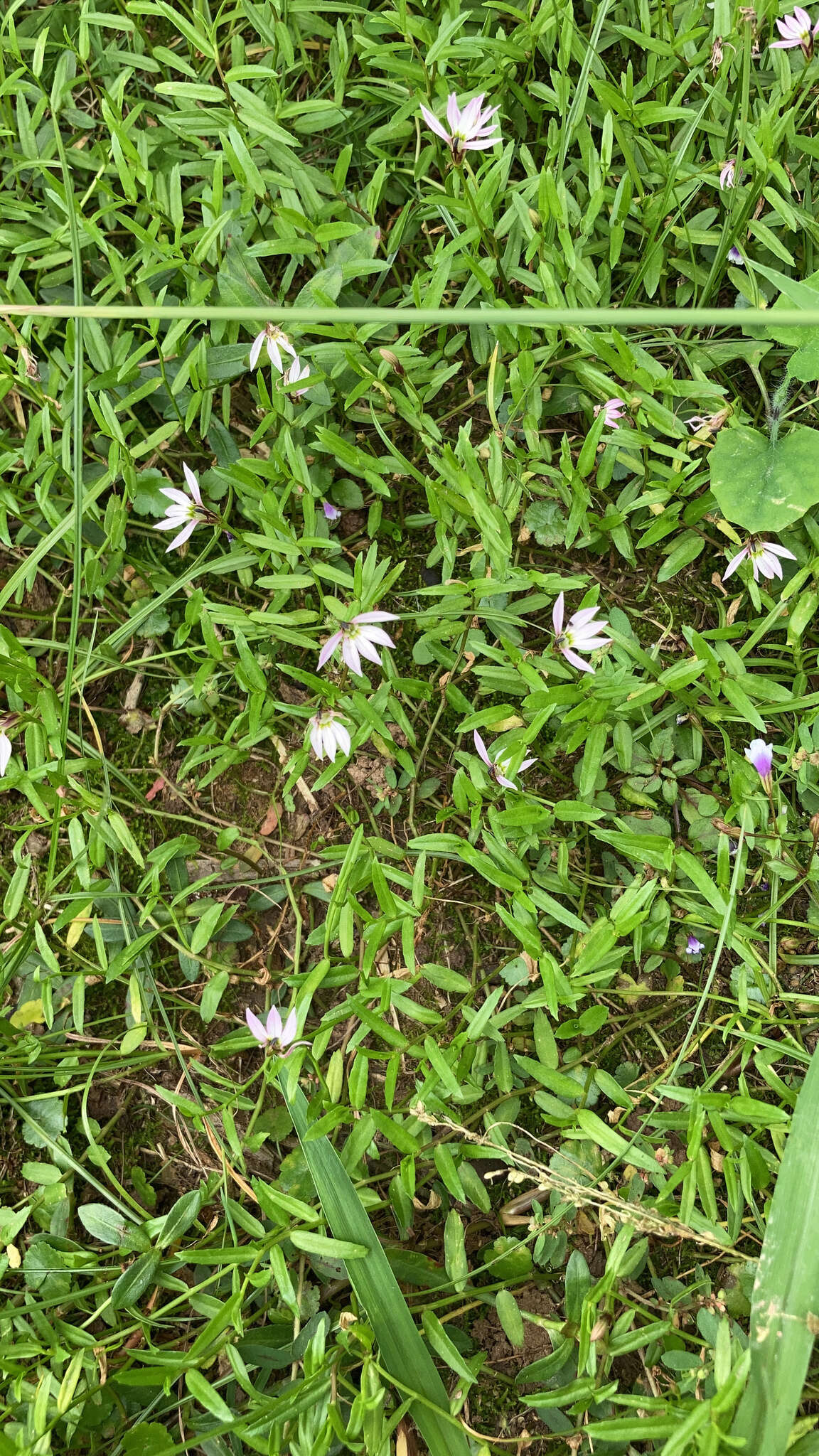 Imagem de Lobelia chinensis Lour.