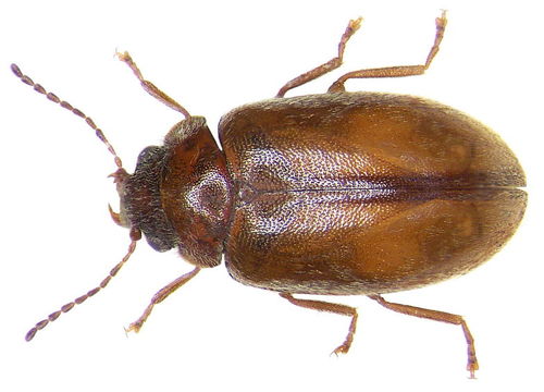 Image of <i>Cyphon laevipennis</i> Tournier 1868