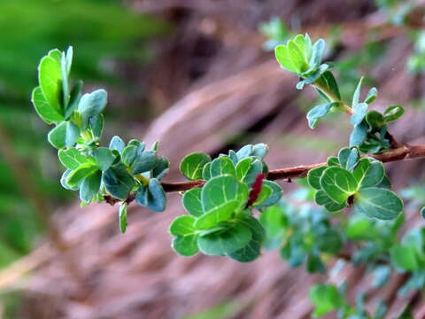 Imagem de Cliffortia obcordata L. fil.