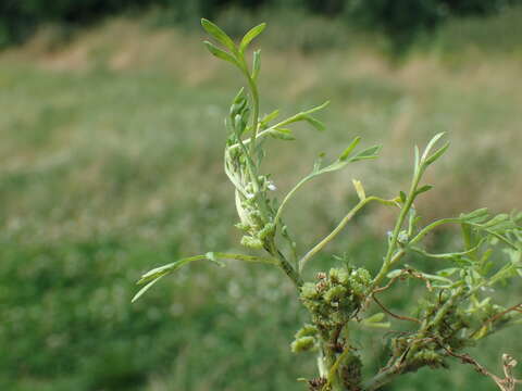 Image of Creeping Watercress