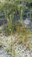 Image of Small-Head Marsh-Elder