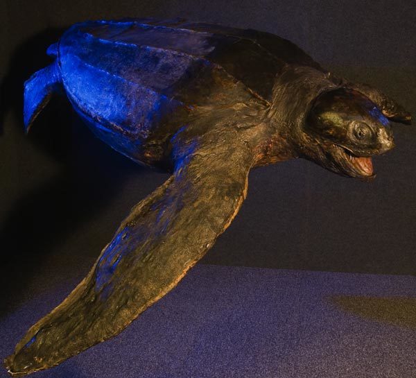 Image of leatherback sea turtle