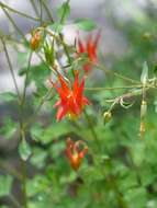 Слика од Aquilegia desertorum (M. E. Jones) Cockerell ex Heller