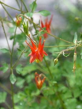 Слика од Aquilegia desertorum (M. E. Jones) Cockerell ex Heller