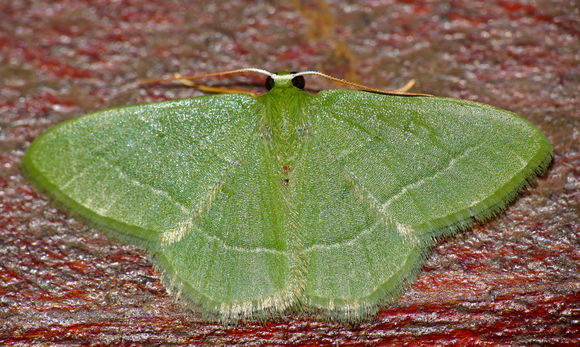 Image of <i>Chlorissa attenuata</i> Walker 1863