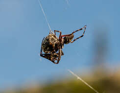 Image of Orbweaver