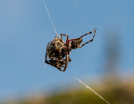 Image of Orbweaver