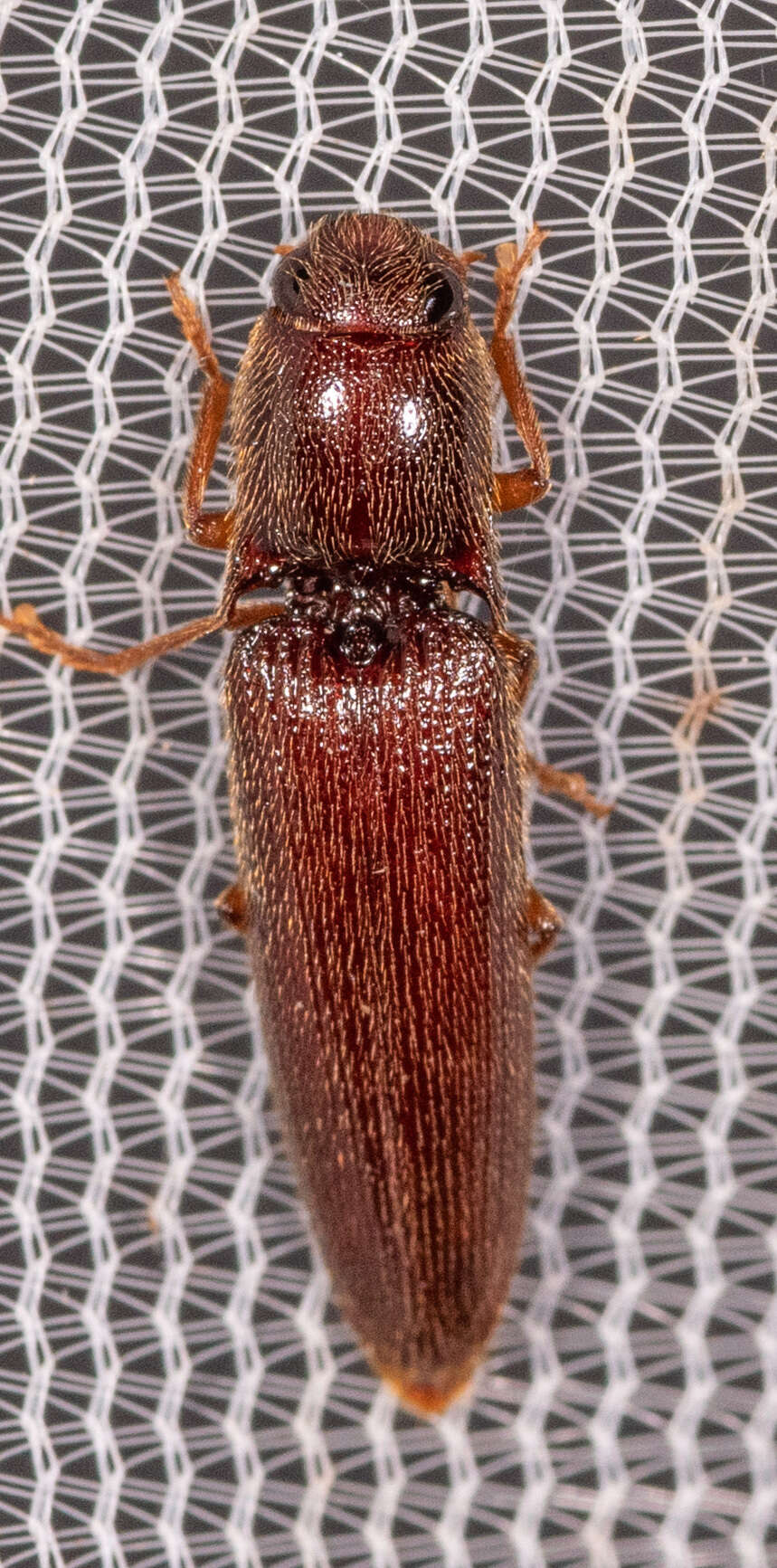 Image of <i>Dicrepidius palmatus</i>