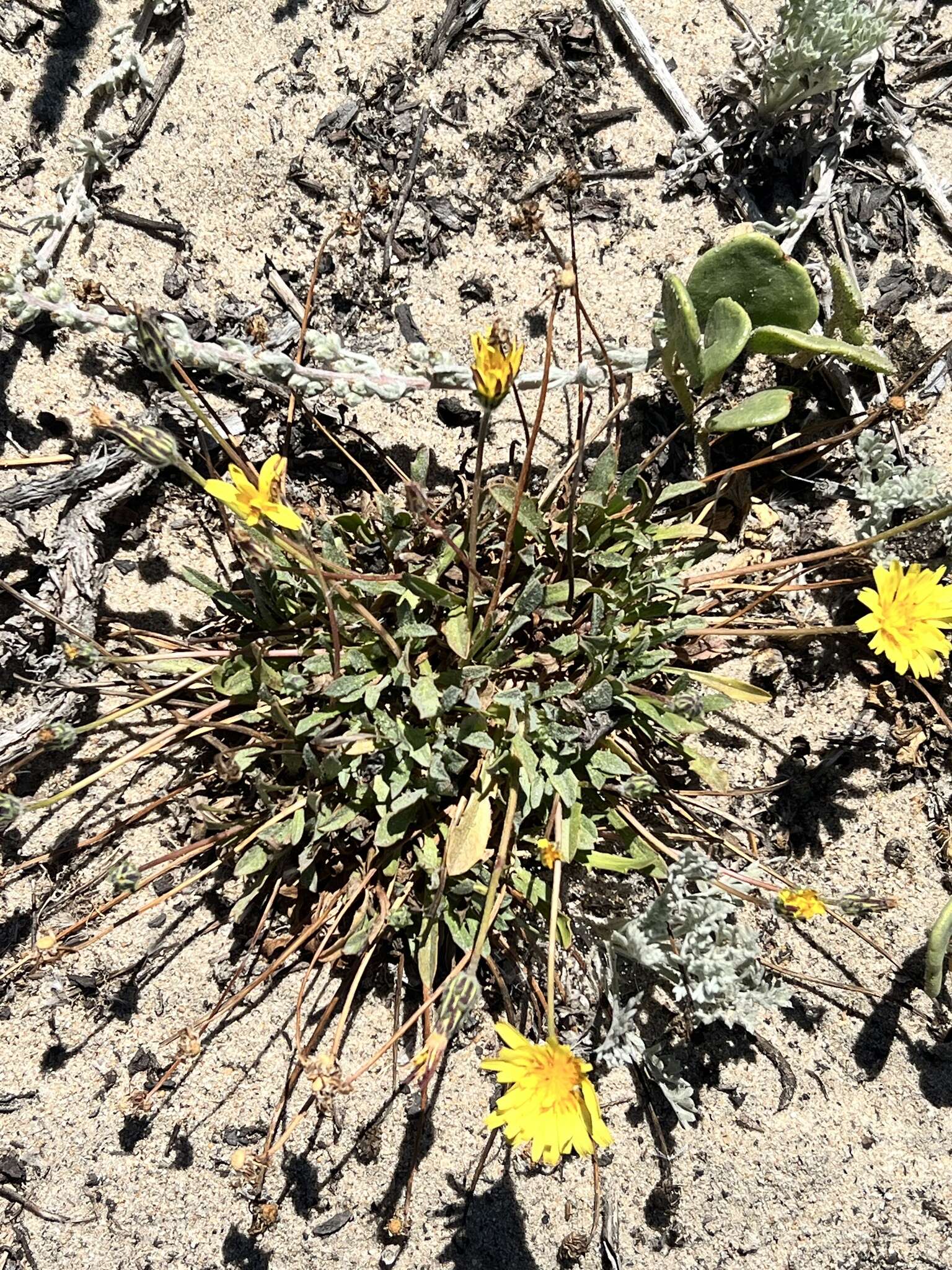 Plancia ëd Agoseris apargioides (Less.) Greene