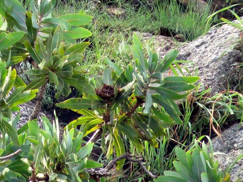 Plancia ëd Protea comptonii Beard