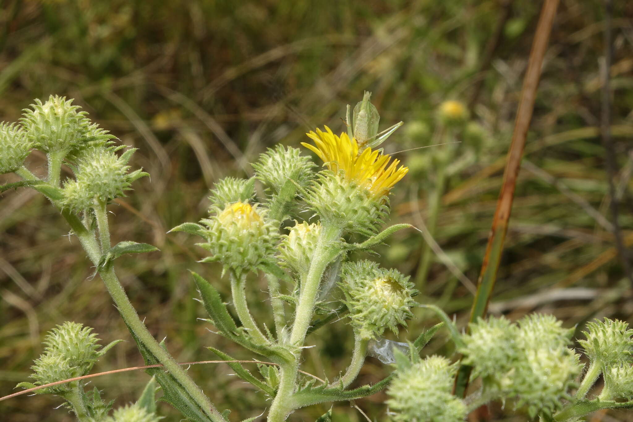 Image de Rayjacksonia annua (Rydb.) R. L. Hartman & M. A. Lane