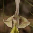 Imagem de Gladiolus ceresianus L. Bolus