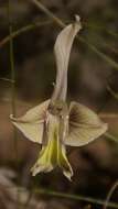 Image of Gladiolus ceresianus L. Bolus