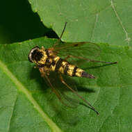 Image of Chrysopilus fasciatus (Say 1823)