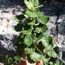 Image of Teucrium flavum subsp. glaucum (Jord. & Fourr.) Ronniger
