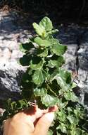 Sivun Teucrium flavum subsp. glaucum (Jord. & Fourr.) Ronniger kuva