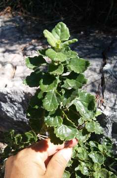 Image of Teucrium flavum subsp. glaucum (Jord. & Fourr.) Ronniger